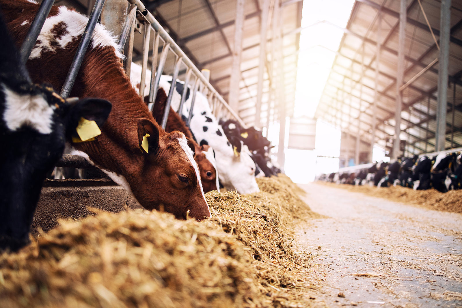Group of cows at cowshed eating hay or fodder on dairy farm.