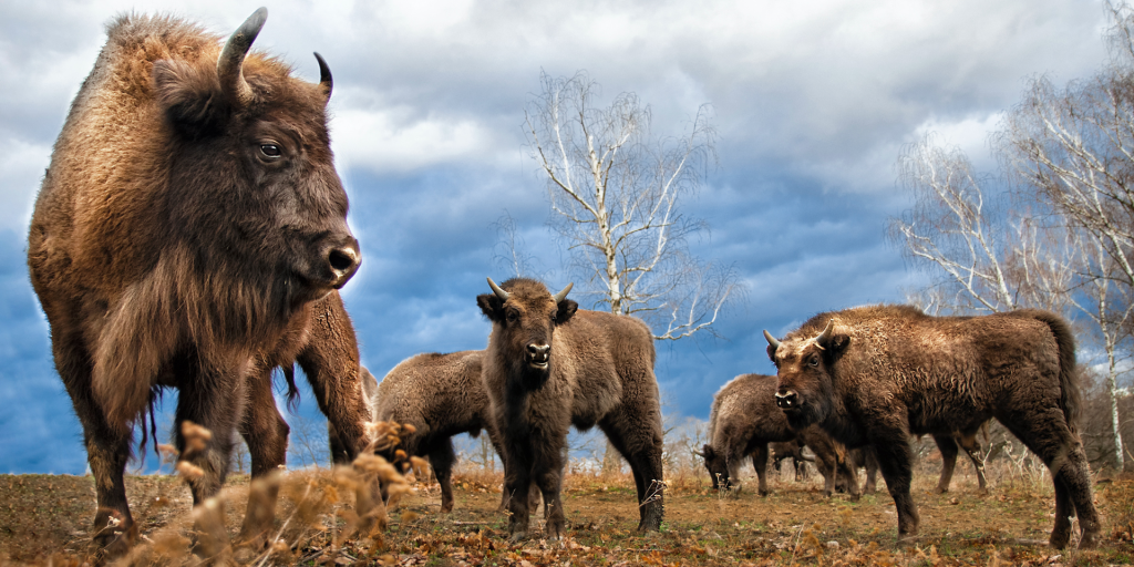 The CCS1 EV Charging Connector | Charging Into The Future with HEVI